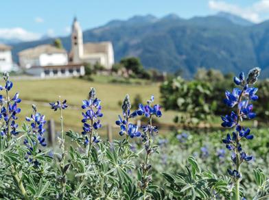 -tm-altrei-hr-04517-min