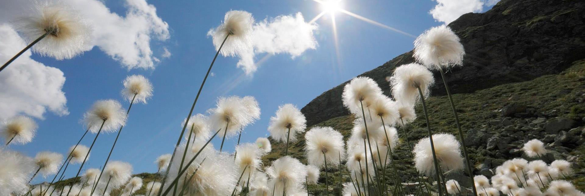 Dandelions under a blue sky